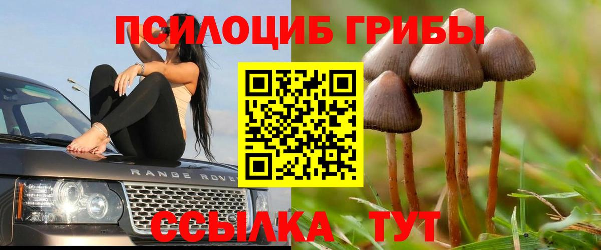 Псилоцибиновые грибы Cubensis  закладка  Галлюциногенные грибы прущие грибы  Вольск  Вход с VPN 